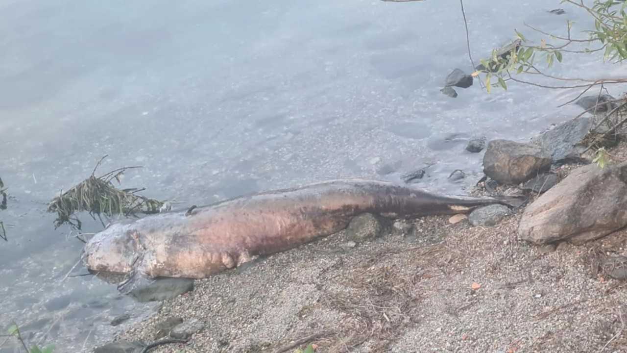 Pesce siluro Pesce siluro