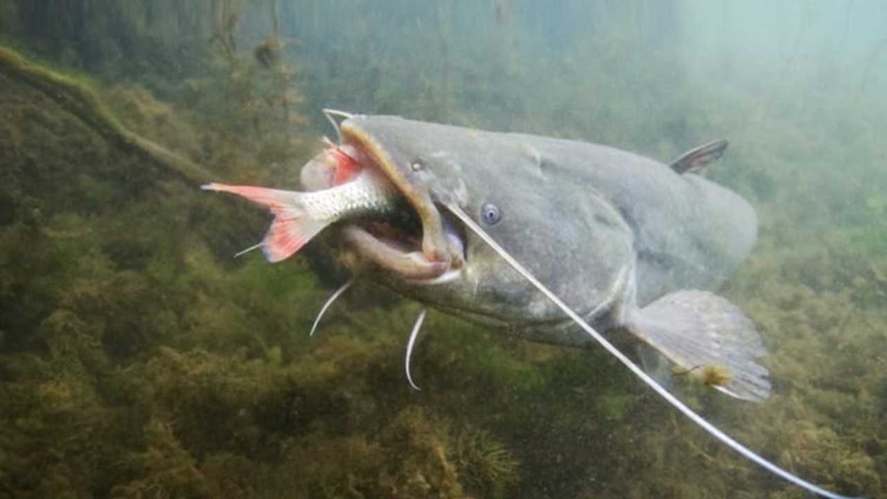 Pesce siluro Pesce siluro