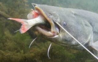 pesce siluro