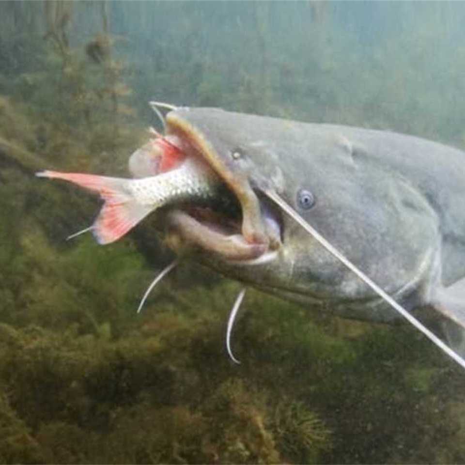 pesce siluro